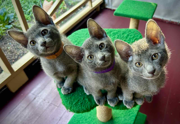 Blossom's kittens at 8 weeks
